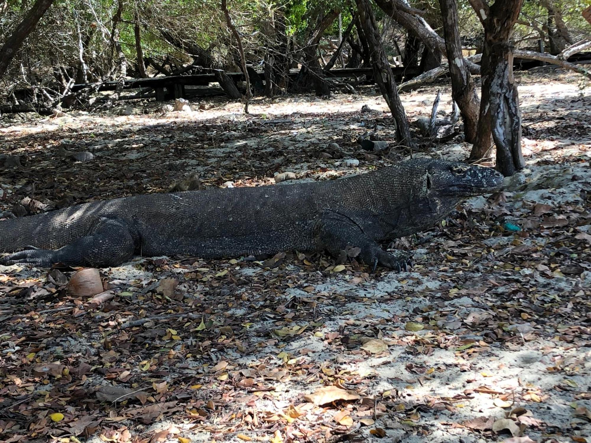 Dua Putri Komodo Homestay Exterior foto
